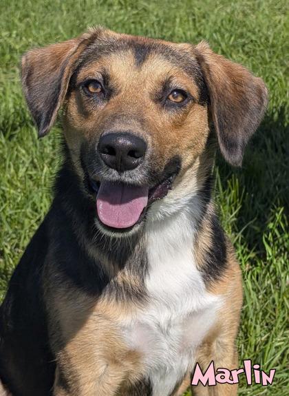Enlarge Marlin, a Adoptable mixed breed in Mason, MI image 2/2