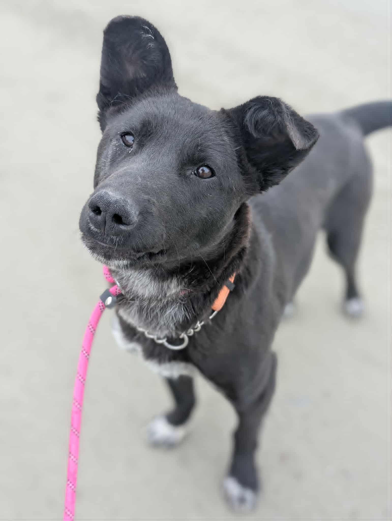 Enlarge Simba, a ADOPTABLE mixed breed in Bethel, AK image 2/4