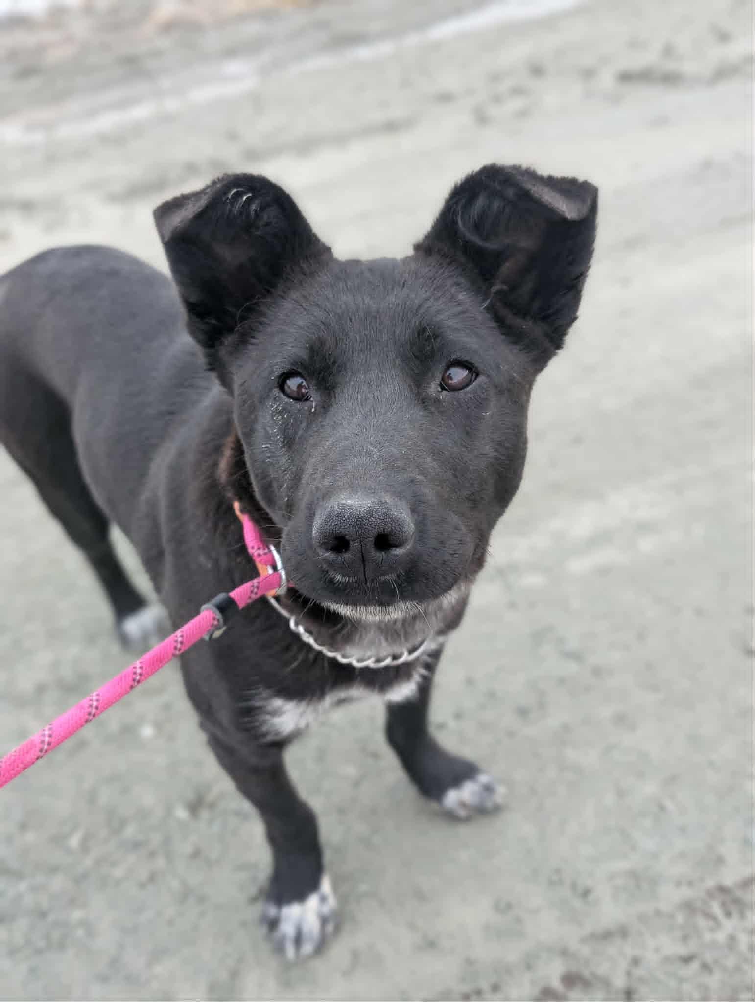 Enlarge Simba, a ADOPTABLE mixed breed in Bethel, AK image 4/4