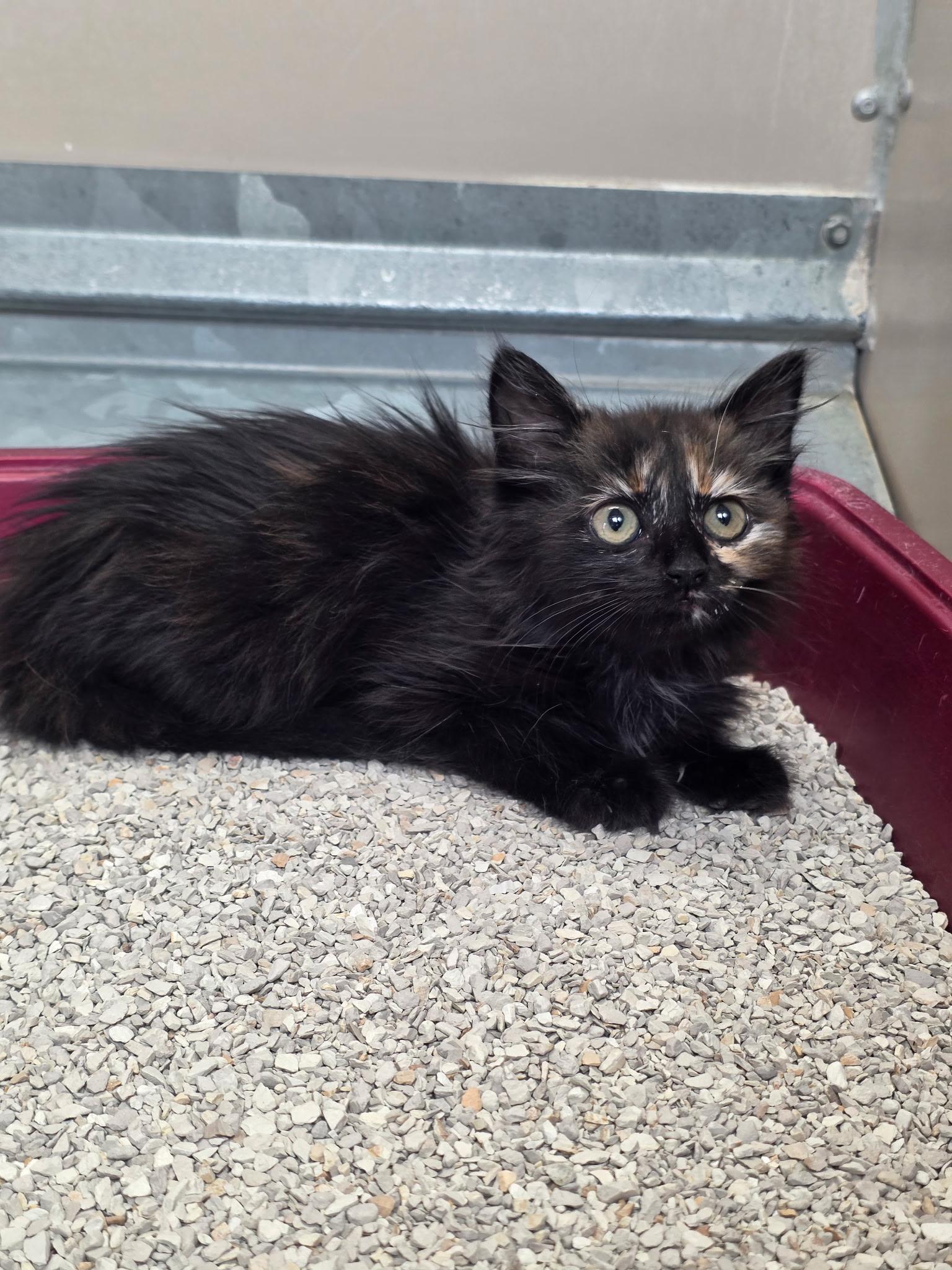 61641633, ADOPTABLE, Young Female Domestic Medium Hair.