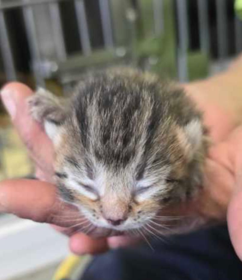 Jaguar, ADOPTABLE, Kitten Male Domestic Short Hair.
