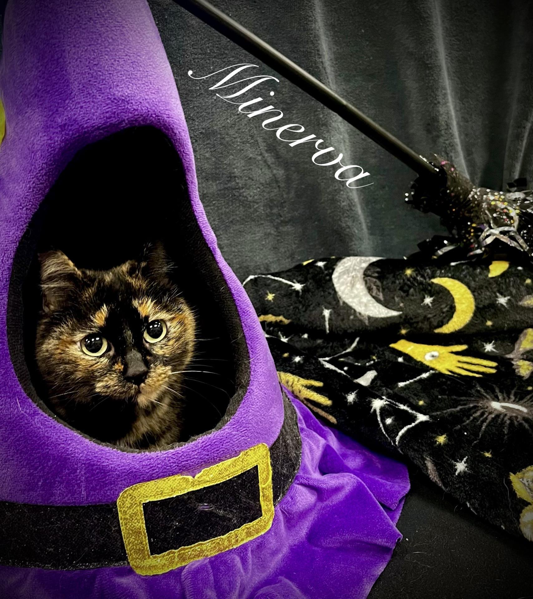 Minerva photo
