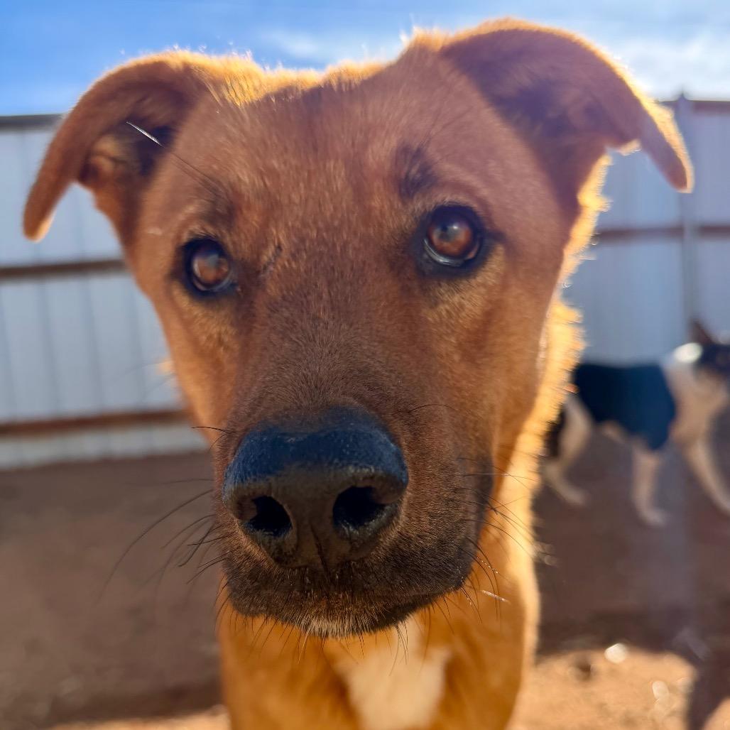 Eraser (Rusty), Adoptable, Young Male Mixed Breed.