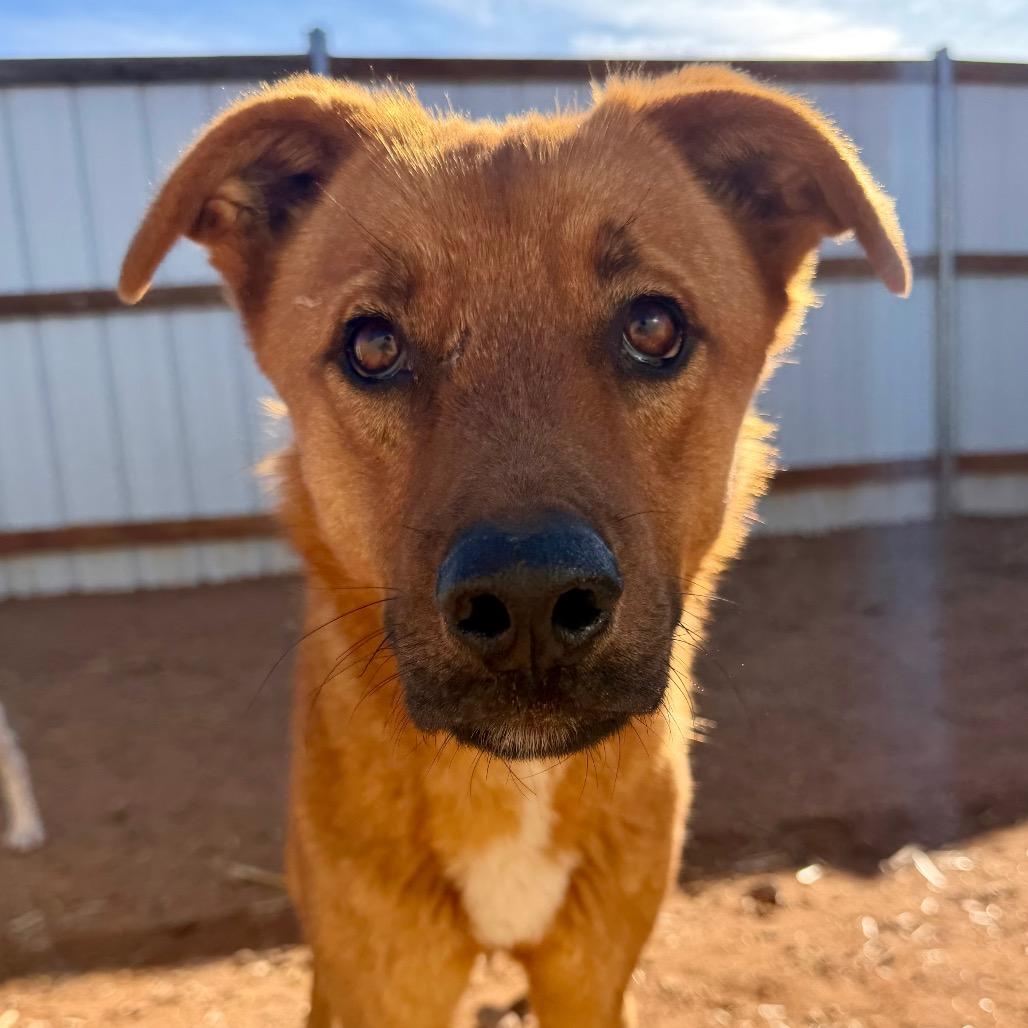 Enlarge Eraser (Rusty), a Adoptable Mixed Breed in Moab, UT image 2/6