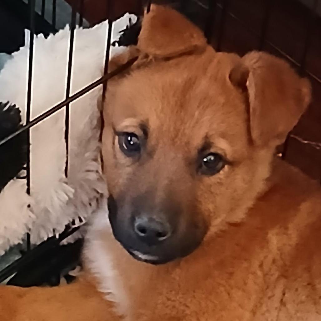 Enlarge Eraser (Rusty), a Adoptable Mixed Breed in Moab, UT image 3/6