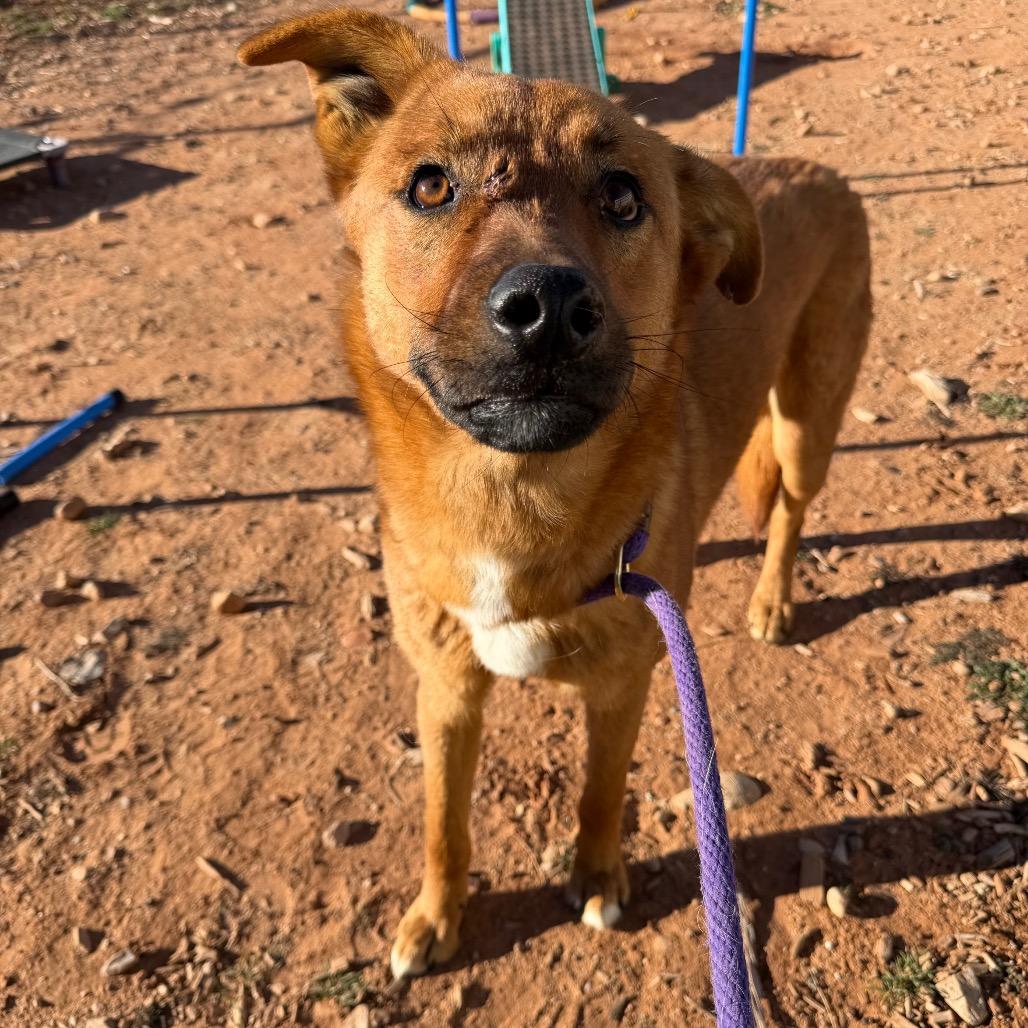 Enlarge Eraser (Rusty), a Adoptable Mixed Breed in Moab, UT image 4/6