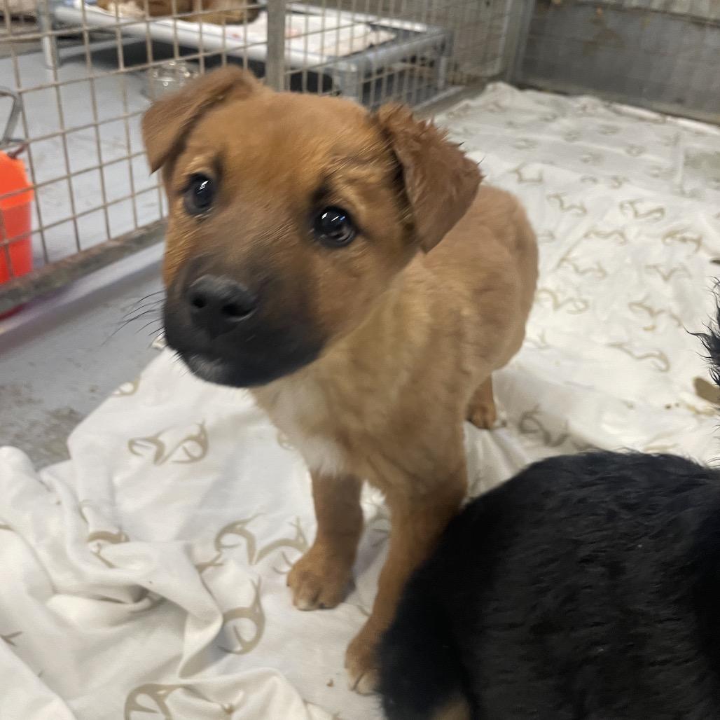 Enlarge Eraser (Rusty), a Adoptable Mixed Breed in Moab, UT image 5/6
