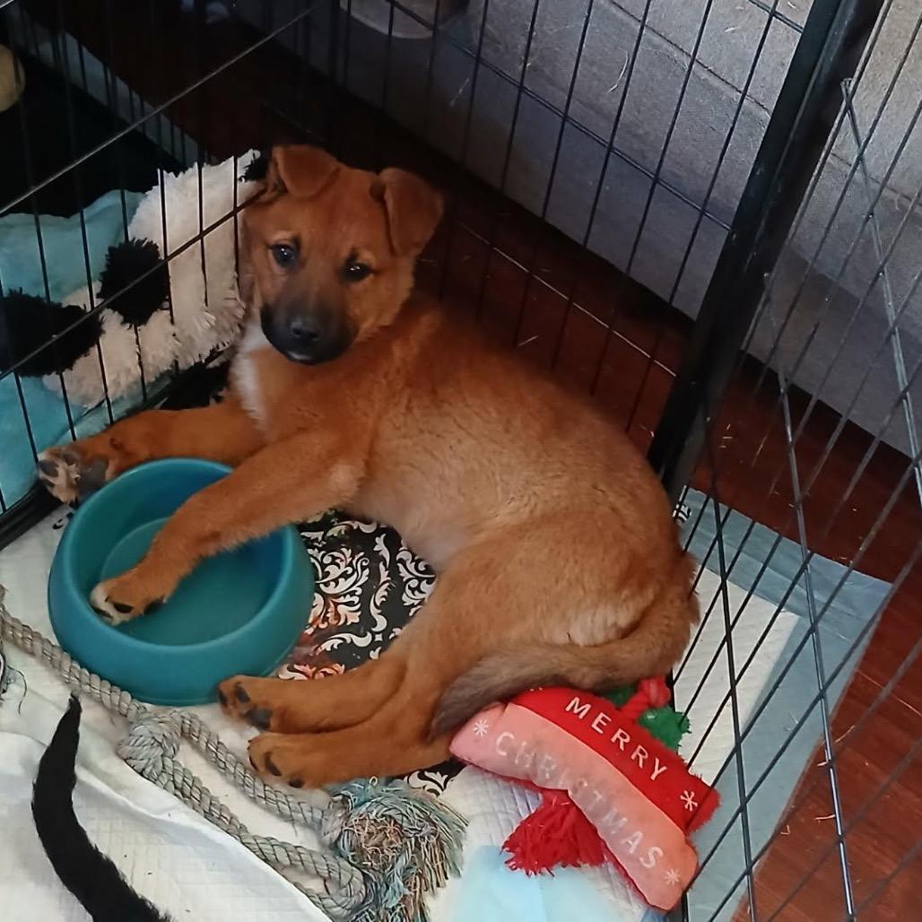 Enlarge Eraser (Rusty), a Adoptable Mixed Breed in Moab, UT image 6/6