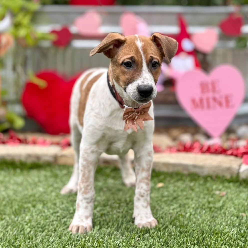 Enlarge Dallas, a ADOPTABLE mixed breed in Southport, CT image 2/6