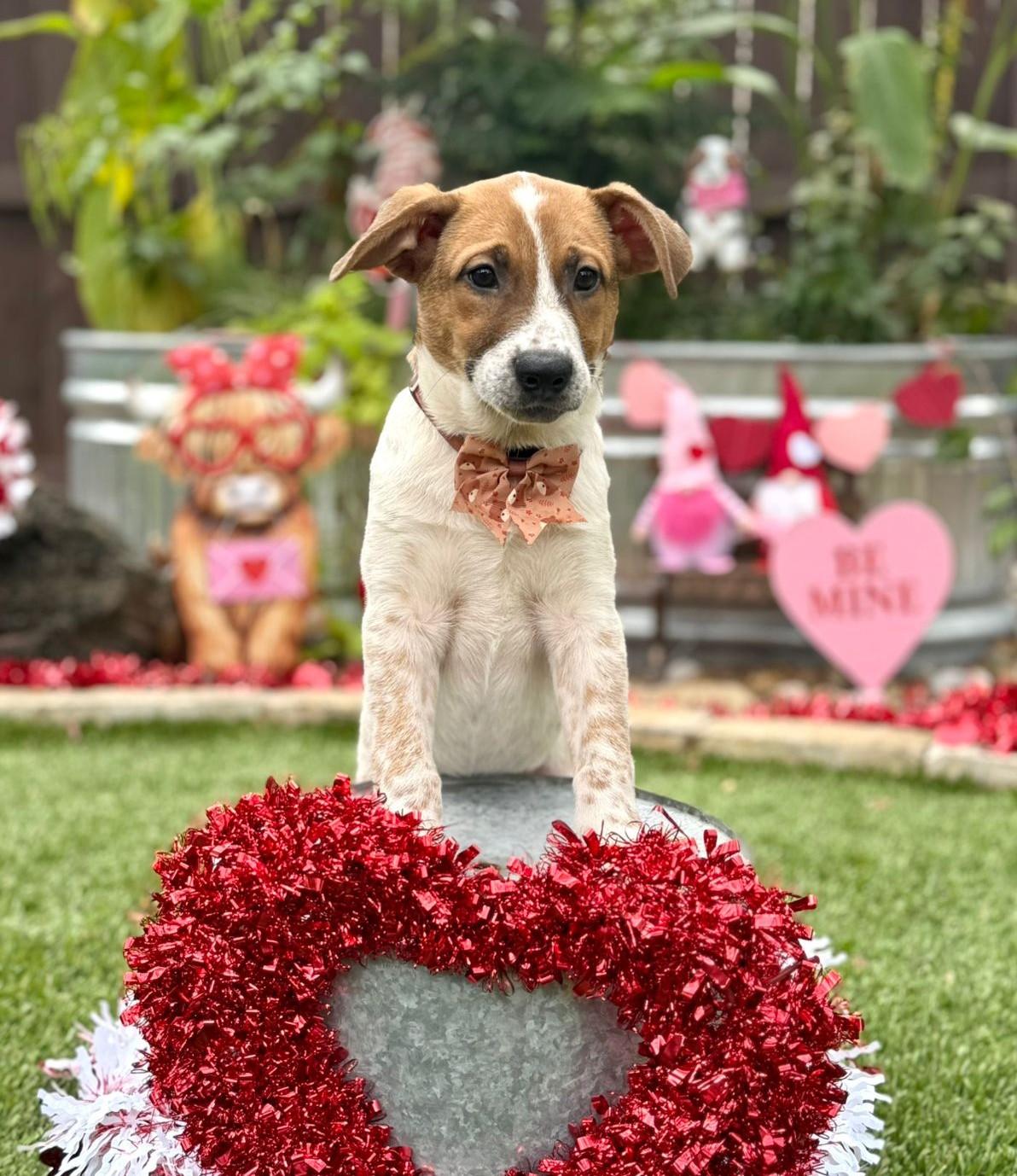 Enlarge Dallas, a ADOPTABLE mixed breed in Southport, CT image 4/6