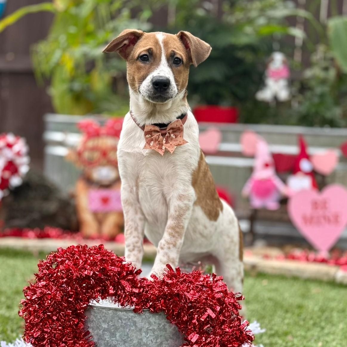 Enlarge Dallas, a ADOPTABLE mixed breed in Southport, CT image 1/6