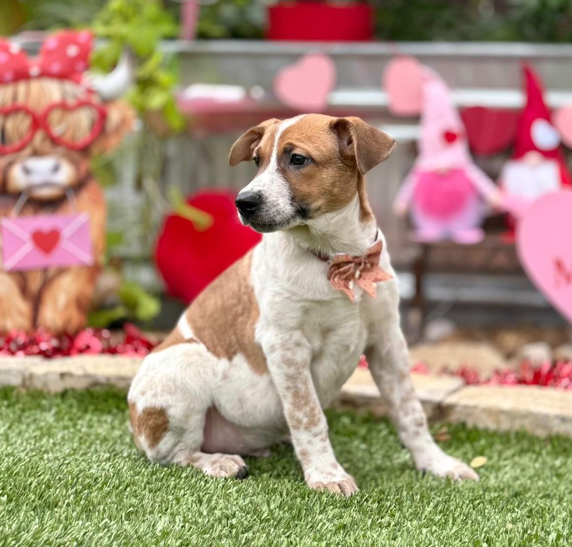 Enlarge Dallas, a ADOPTABLE mixed breed in Southport, CT image 5/6