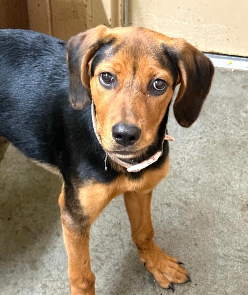 Enlarge Star-, a Adoptable Hound in Swainsboro, GA image 1/1
