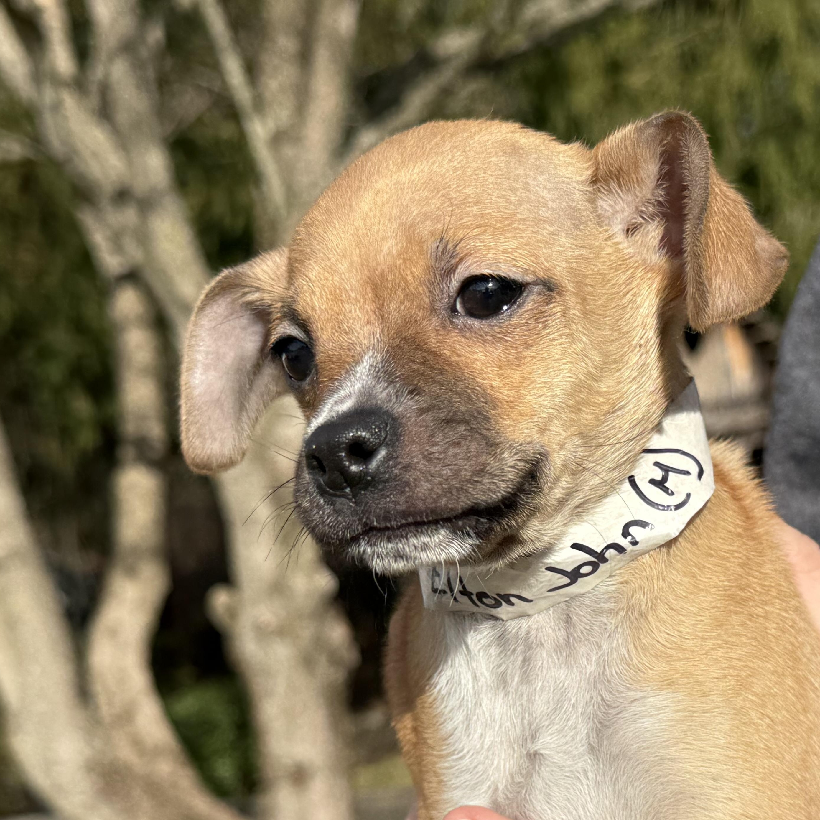 Enlarge Elton John, an adopted mixed breed in Latrobe, PA image 3/5
