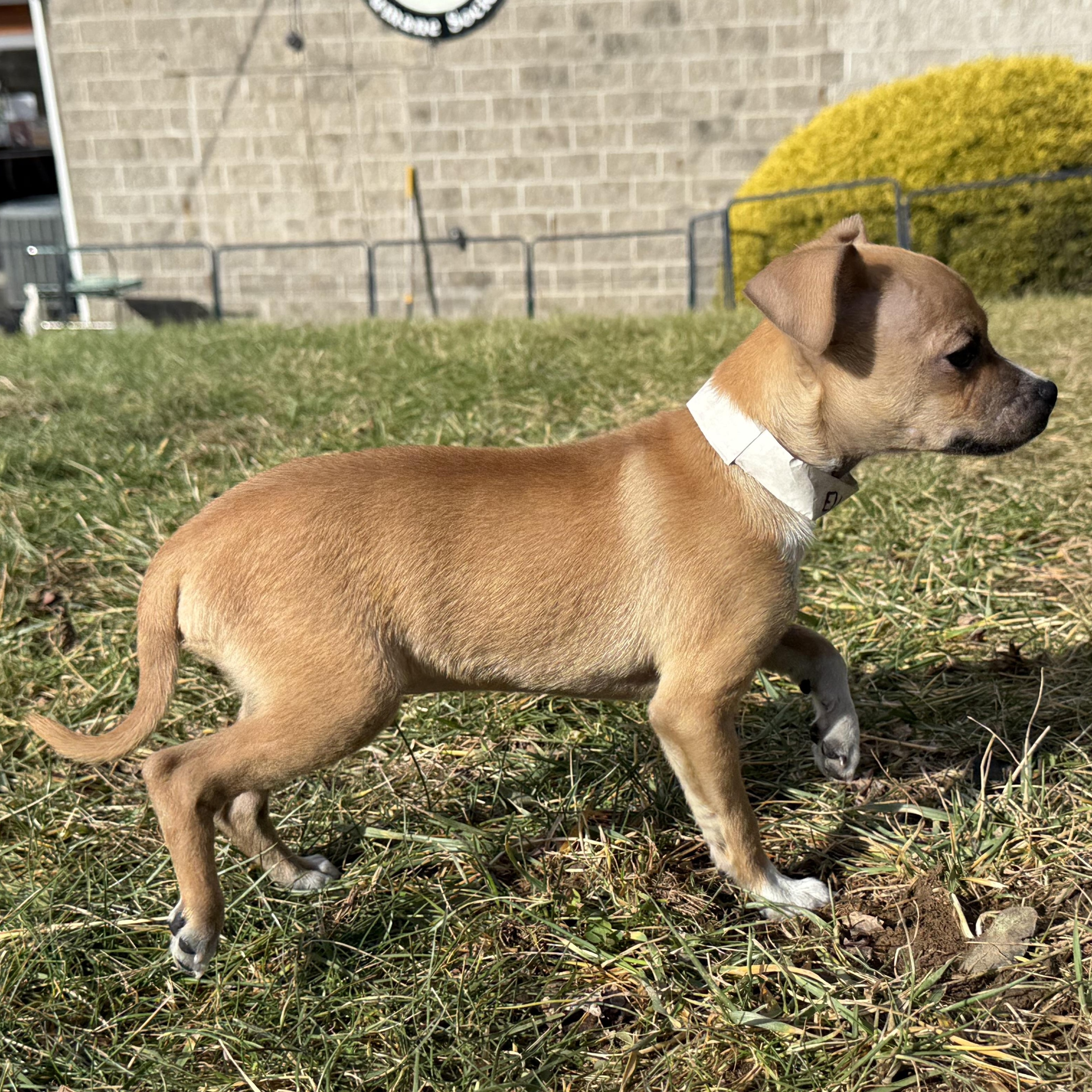 Enlarge Elton John, an adopted mixed breed in Latrobe, PA image 2/5