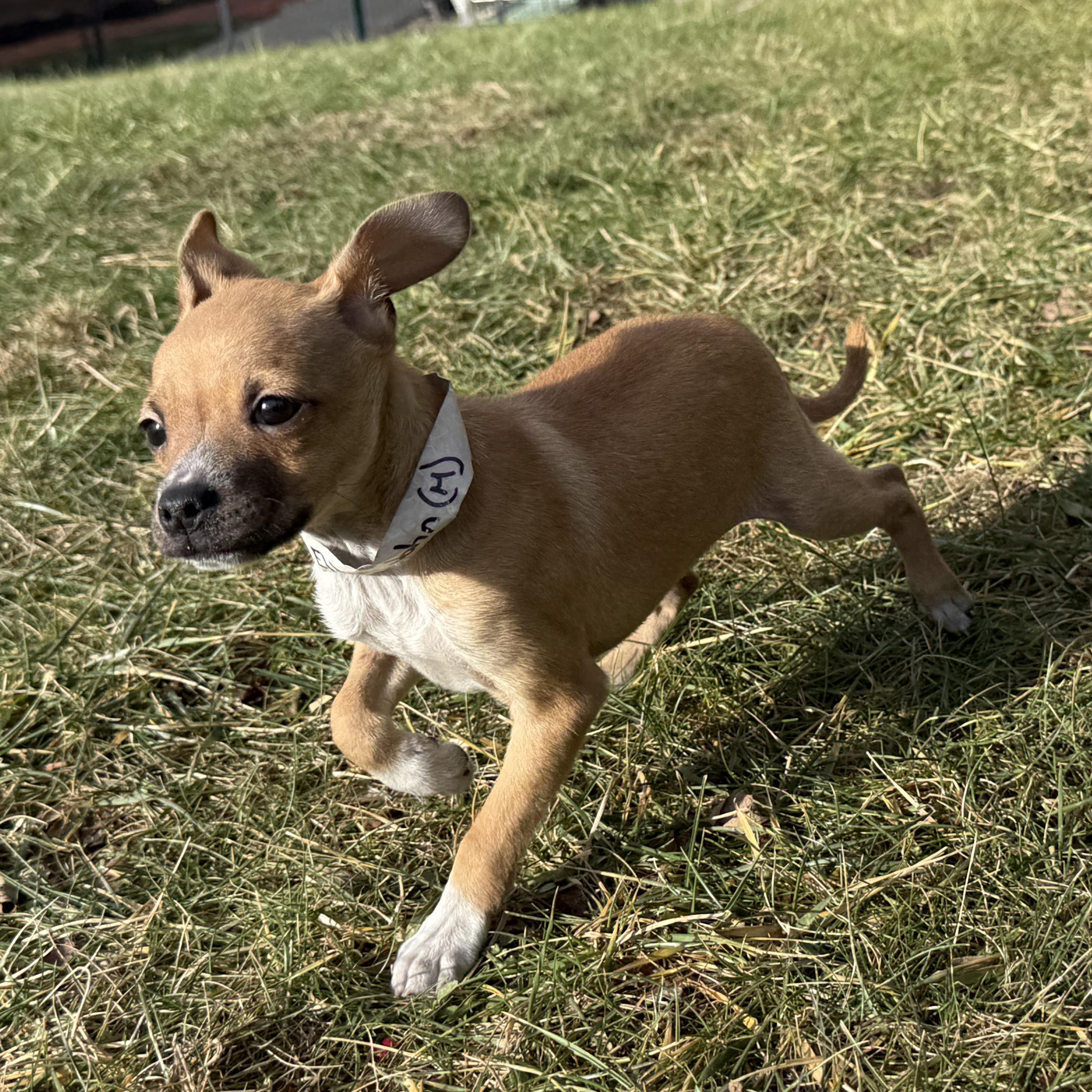 Enlarge Elton John, an adopted mixed breed in Latrobe, PA image 5/5