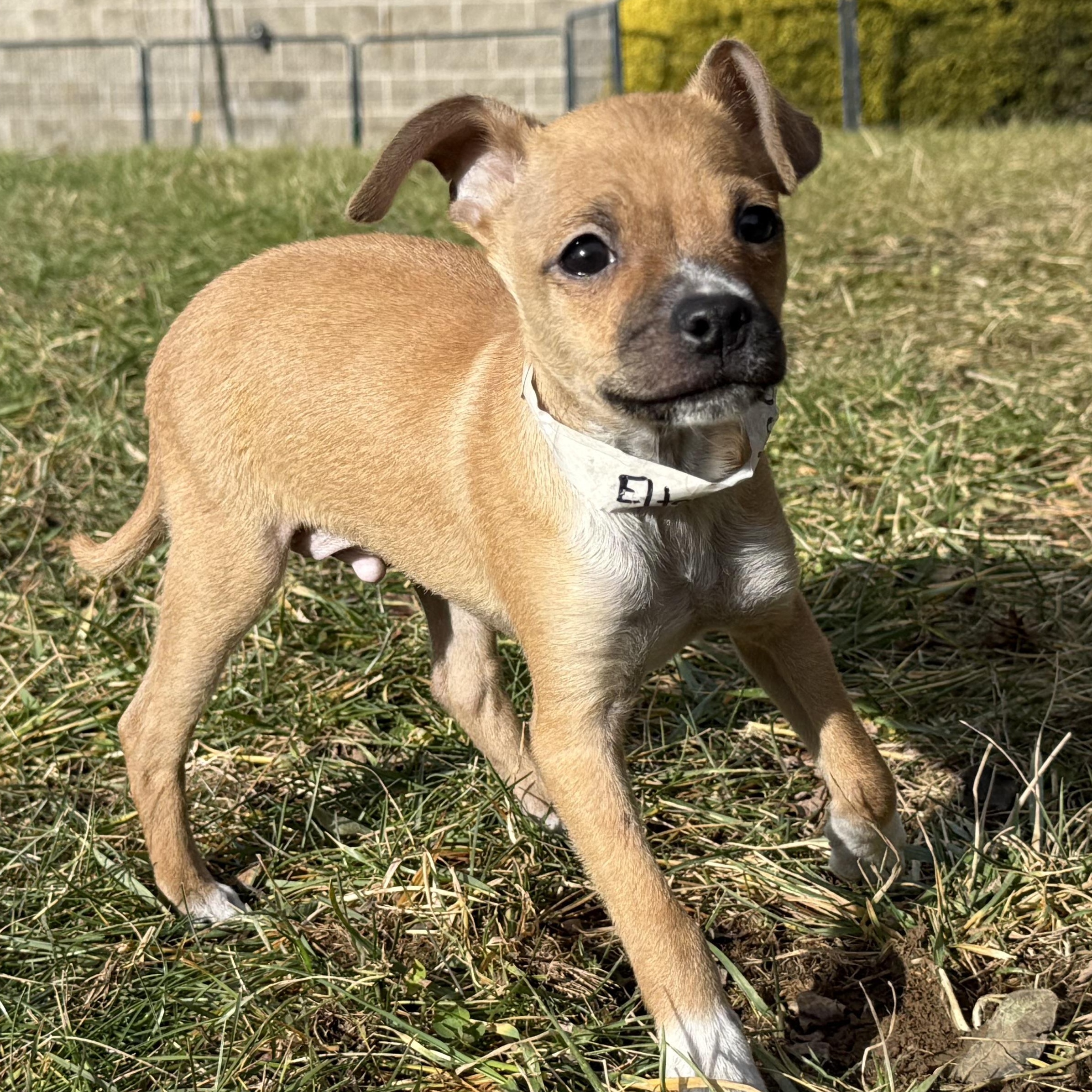 Enlarge Elton John, an adopted mixed breed in Latrobe, PA image 1/5
