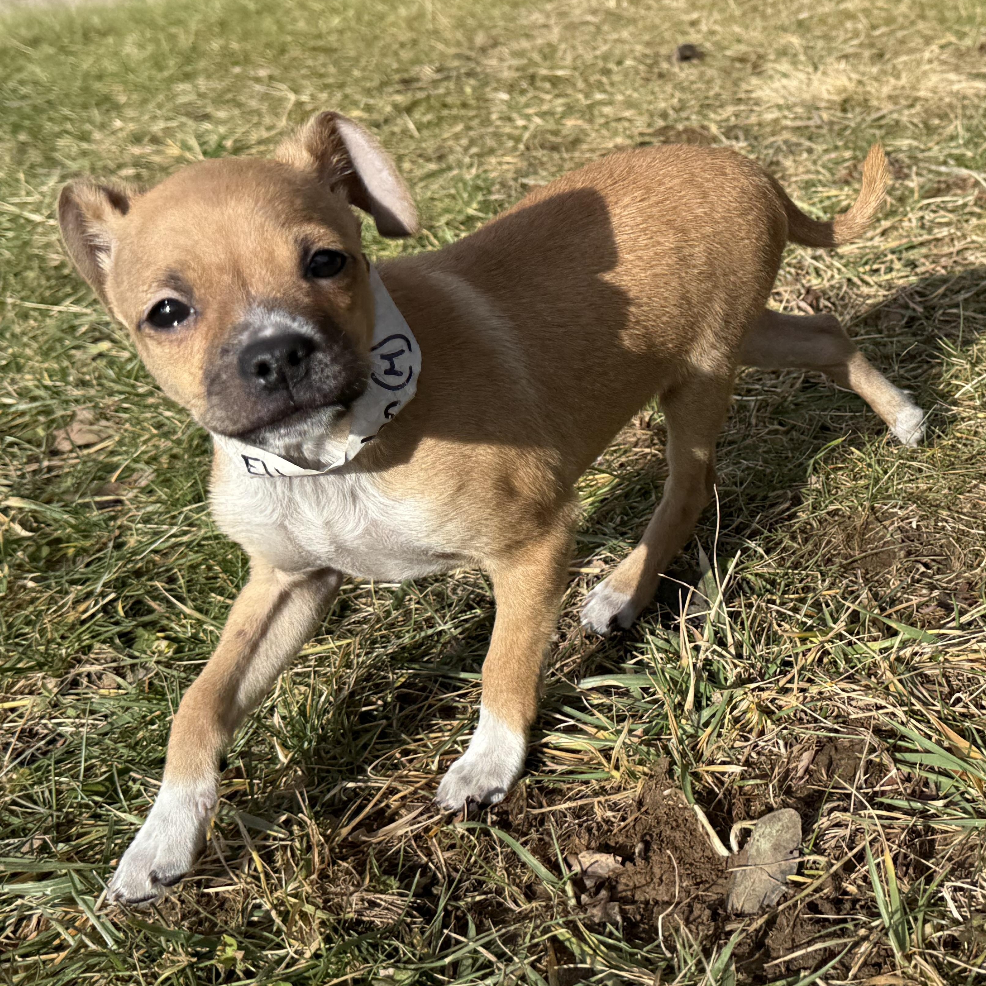 Enlarge Elton John, an adopted mixed breed in Latrobe, PA image 4/5