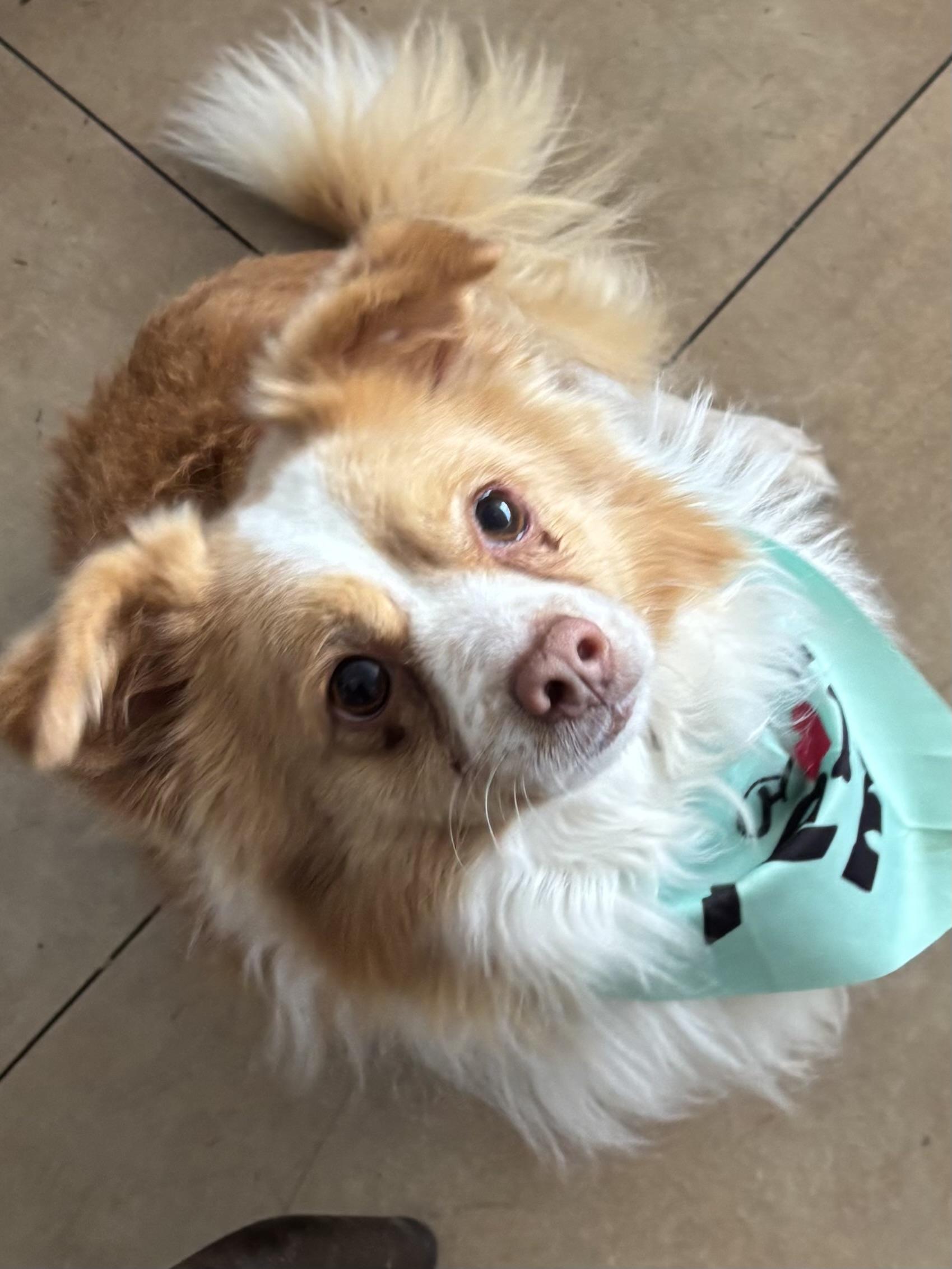 Enlarge Squirt, a ADOPTABLE mixed breed in Joliet, IL image 1/1