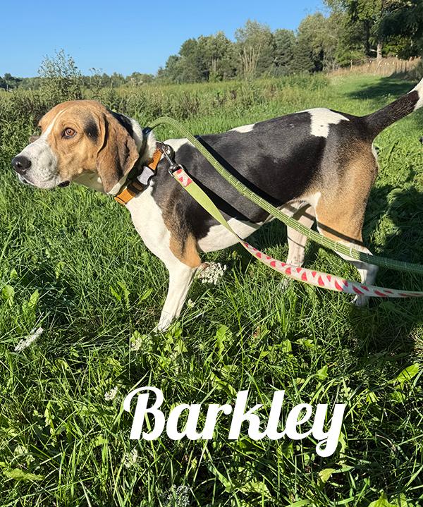 Barkley, adoptable, Adult Male Treeing Walker Coonhound.