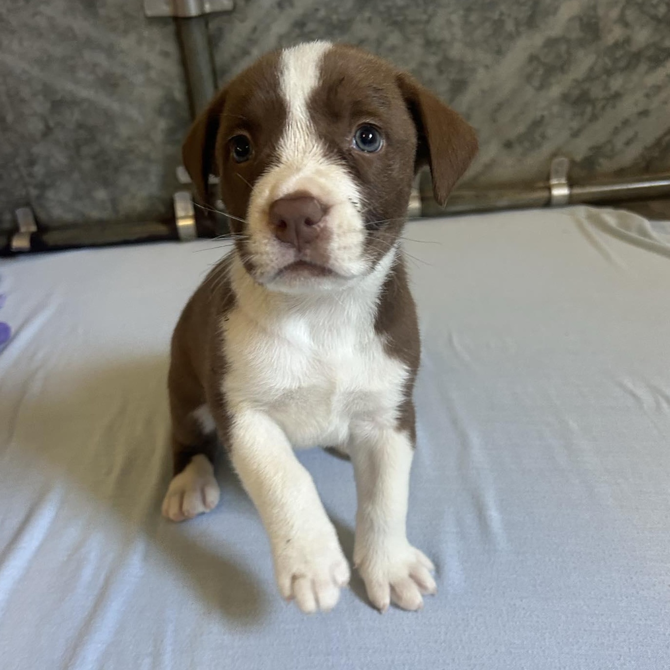 Pet Image