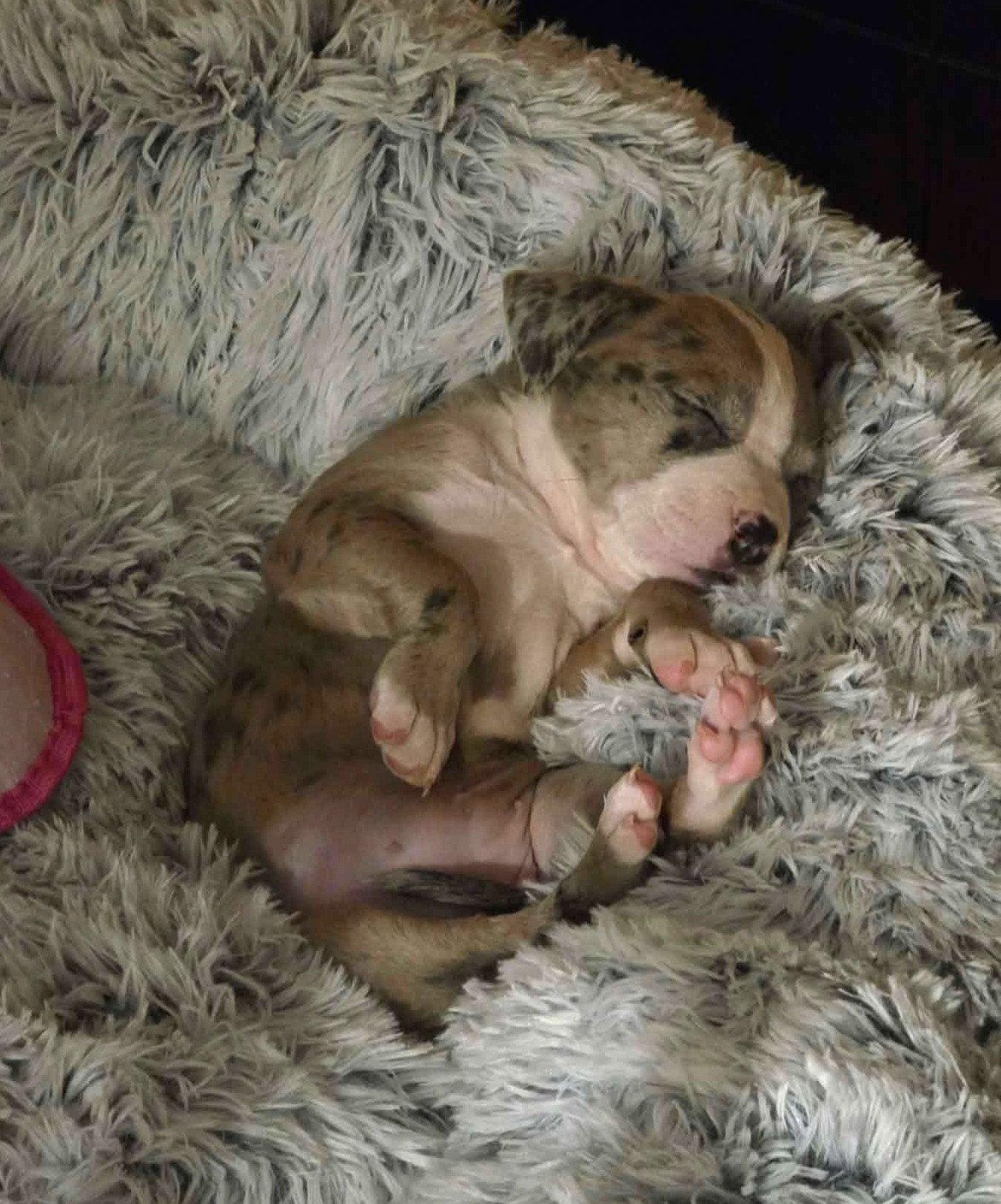 Enlarge Pebbles (puppy), a Adopted Pit Bull Terrier in Rockville, MD image 1/3