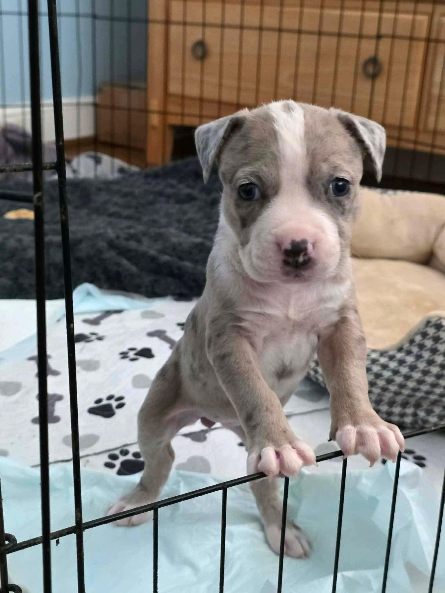 Enlarge Pebbles (puppy), a Adopted Pit Bull Terrier in Rockville, MD image 2/3