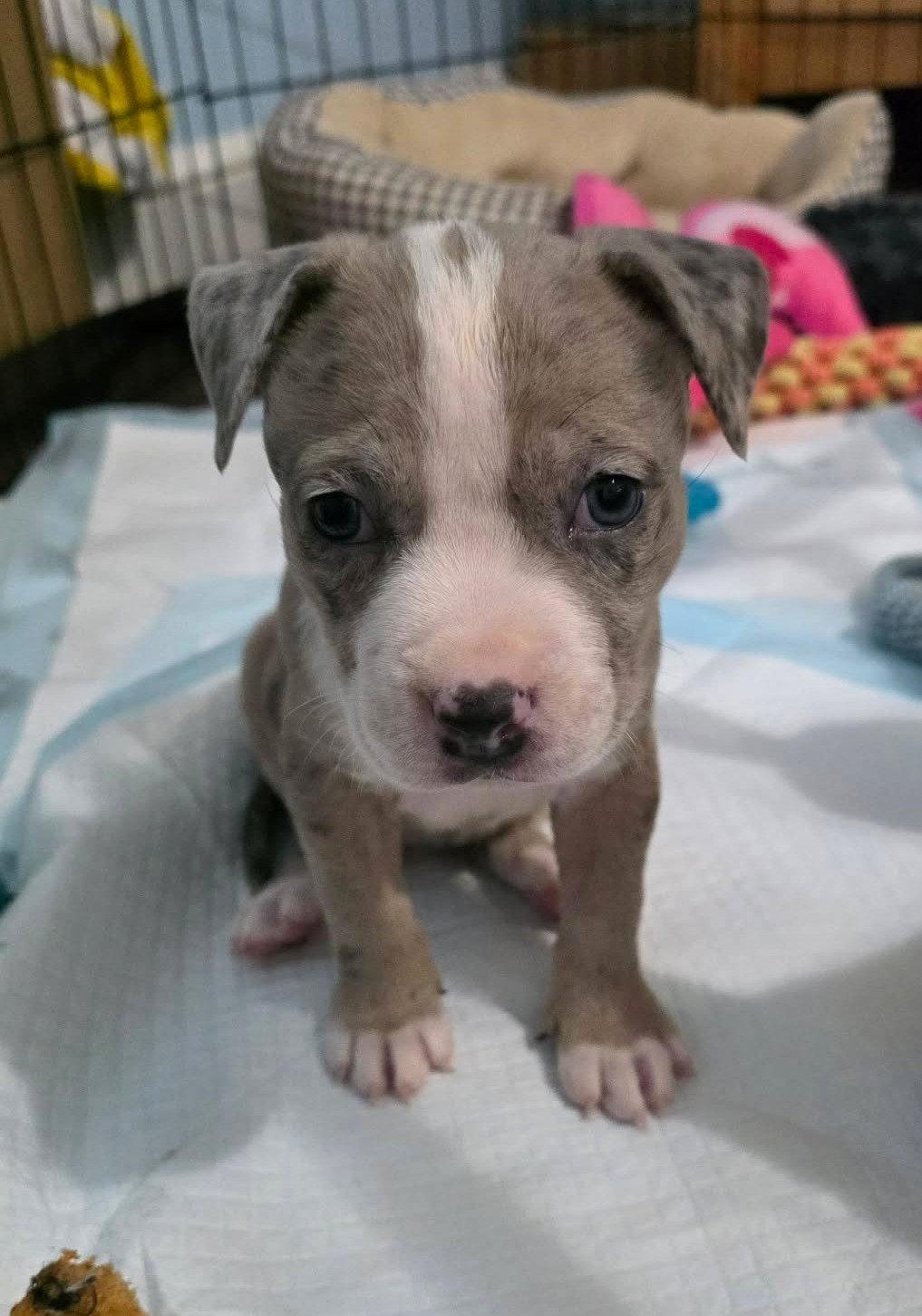 Enlarge Pebbles (puppy), a Adopted Pit Bull Terrier in Rockville, MD image 3/3