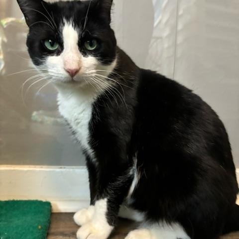 Karaoke King, ADOPTABLE, Adult Male Domestic Short Hair.