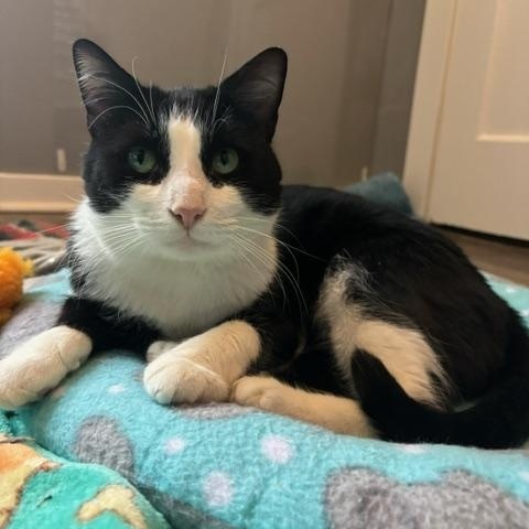 Enlarge Karaoke King, a ADOPTABLE Domestic Short Hair in Hudsonville, MI image 2/4