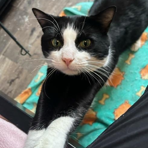 Enlarge Karaoke King, a ADOPTABLE Domestic Short Hair in Hudsonville, MI image 3/4