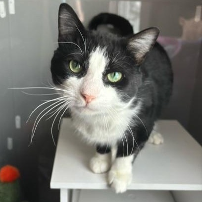 Karaoke King, ADOPTABLE, Adult Male Domestic Short Hair.