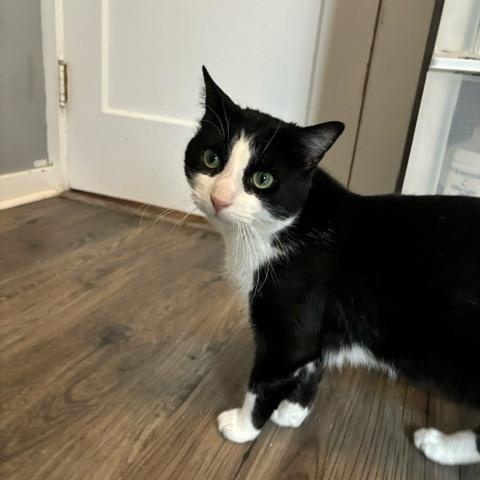 Enlarge Karaoke King, a ADOPTABLE Domestic Short Hair in Hudsonville, MI image 4/4