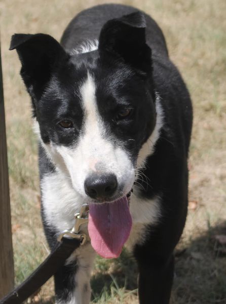 Dexter photo 1