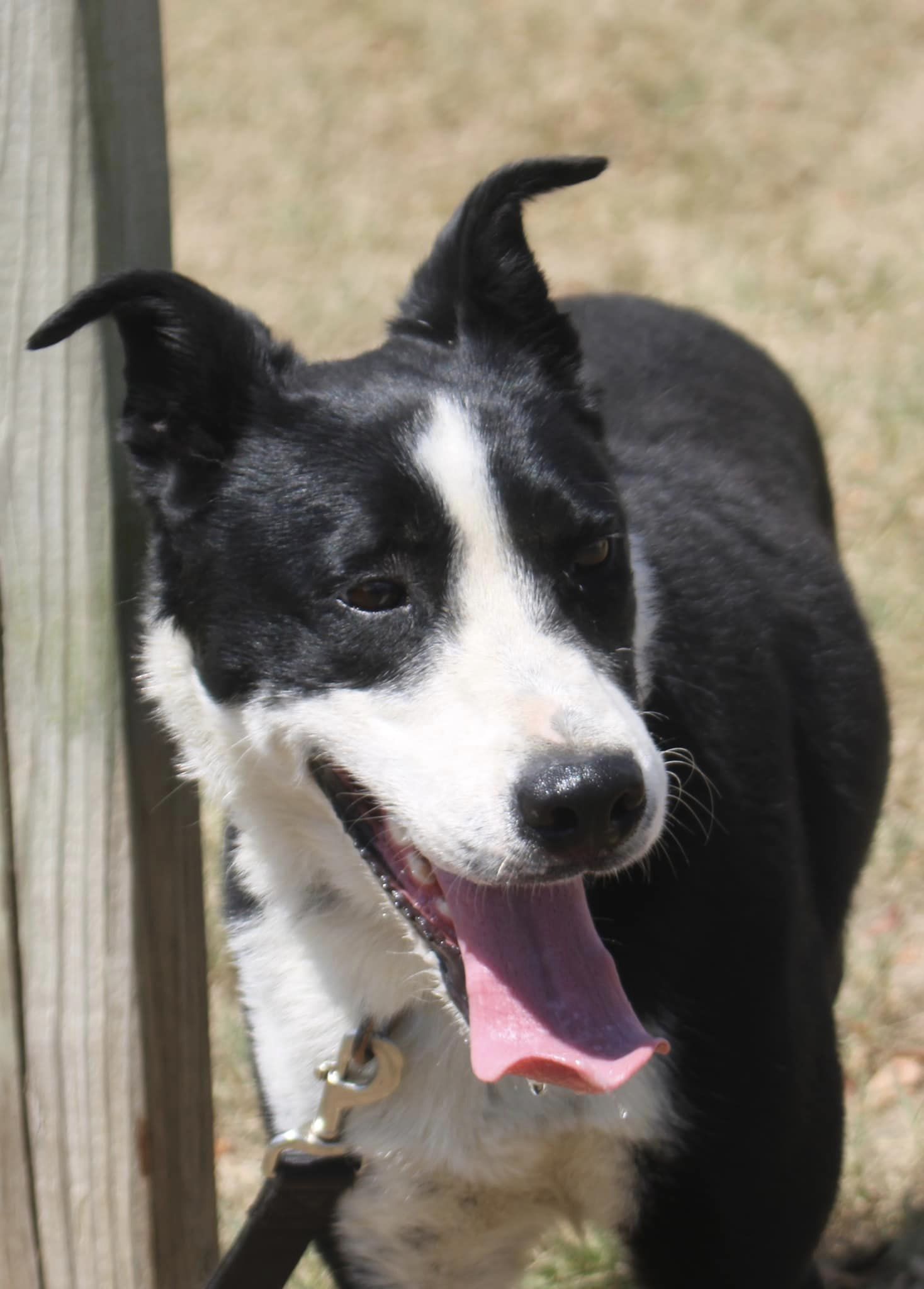 Dexter photo 5
