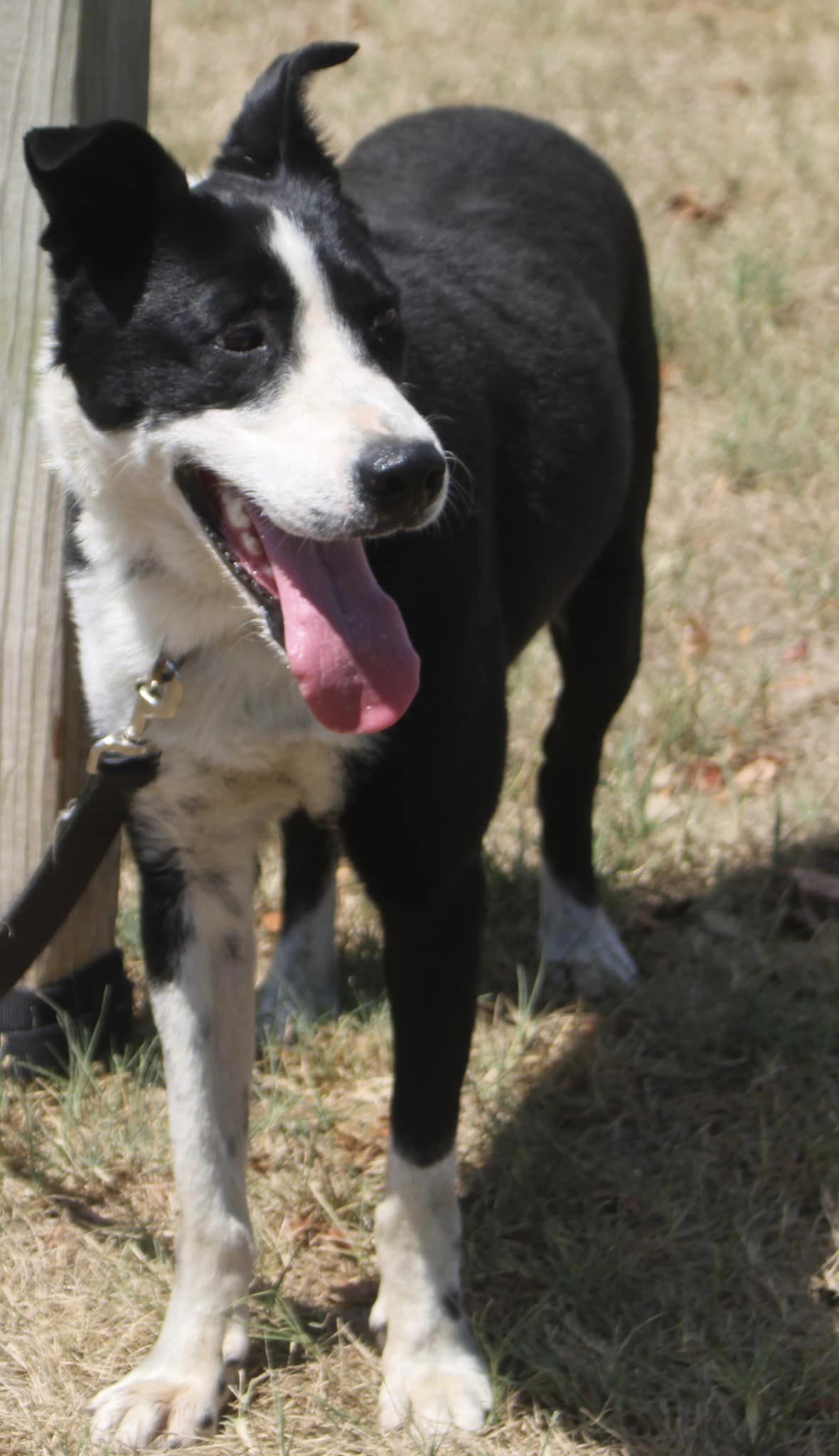 Dexter photo 3