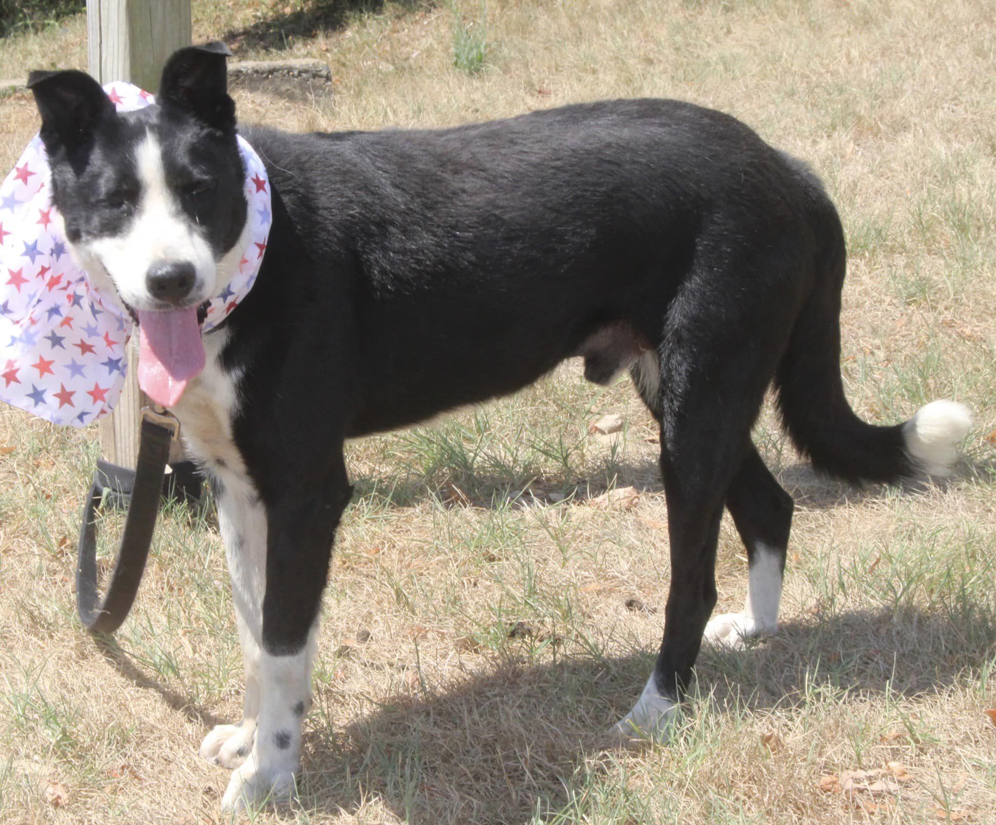 Dexter photo 2