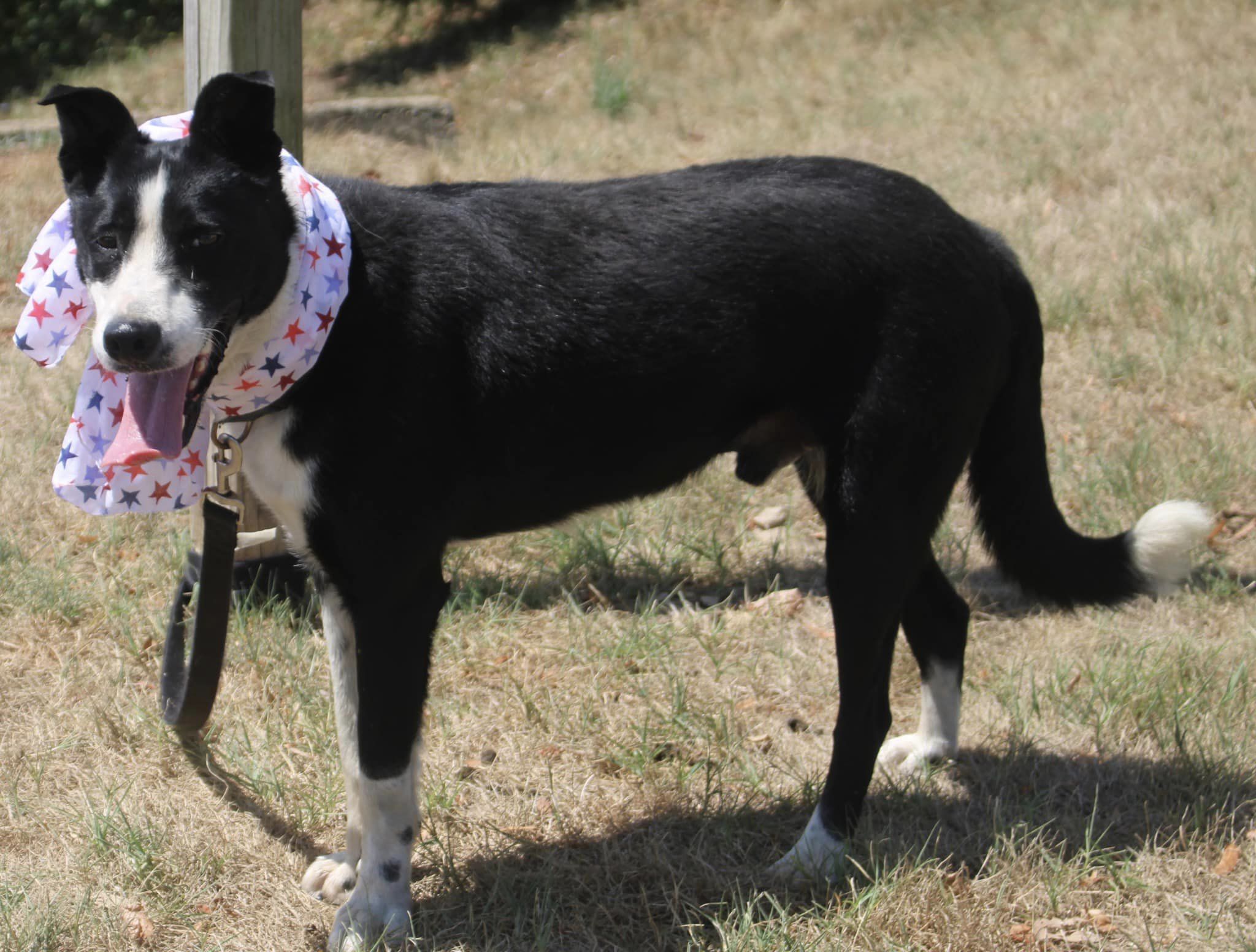 Dexter photo 4