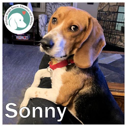 Enlarge Sonny, a ADOPTABLE Beagle in Wadsworth, IL image 1/6