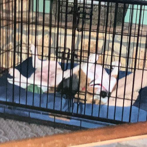 Enlarge Sonny, a ADOPTABLE Beagle in Wadsworth, IL image 6/6