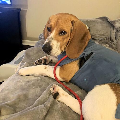 Enlarge Sonny, a ADOPTABLE Beagle in Wadsworth, IL image 4/6