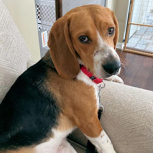 Enlarge Sonny, a ADOPTABLE Beagle in Wadsworth, IL image 2/6