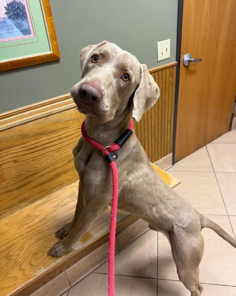 Eddy, Adoptable, Adult Male Weimaraner.