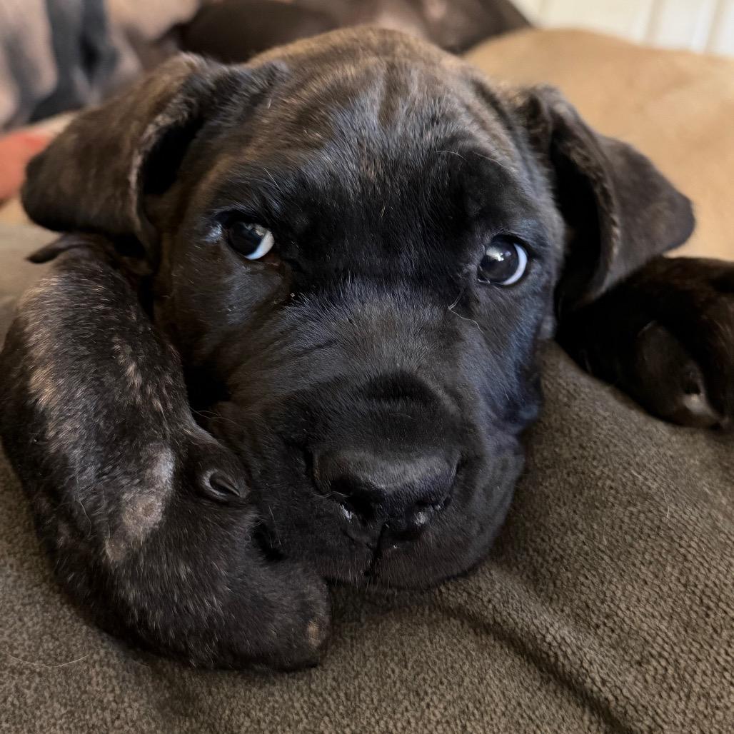 Tonkin, Adoptable, Puppy Male Cane Corso.