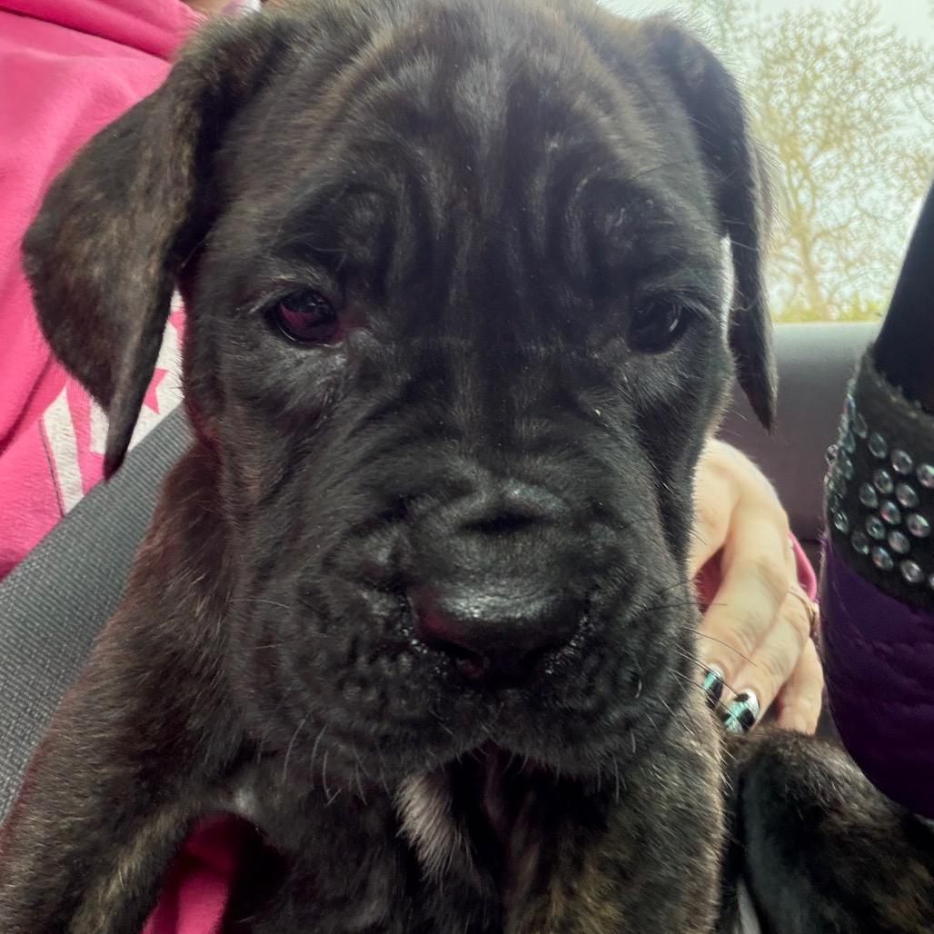 Tonkin, a Adoptable Cane Corso in manchester, PA image 2/6