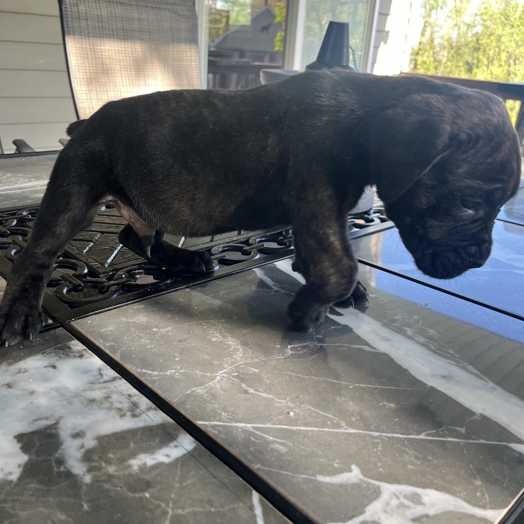 Tonkin, a Adoptable Cane Corso in manchester, PA image 3/6