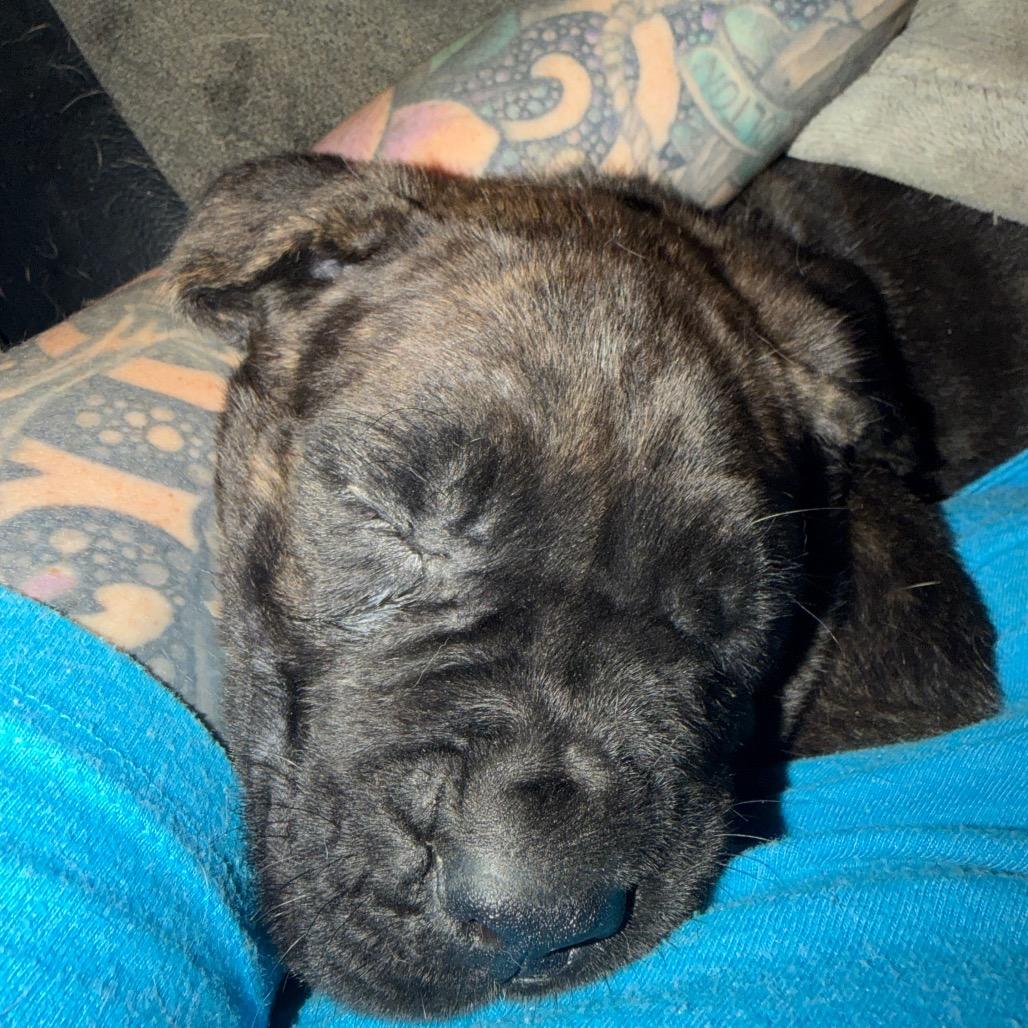 Tonkin, a Adoptable Cane Corso in manchester, PA image 4/6