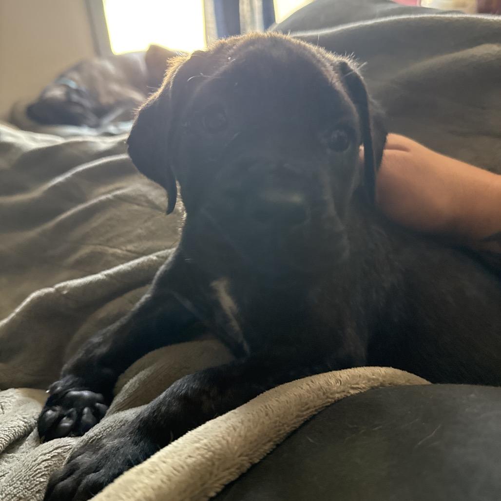 Tonkin, a Adoptable Cane Corso in manchester, PA image 5/6