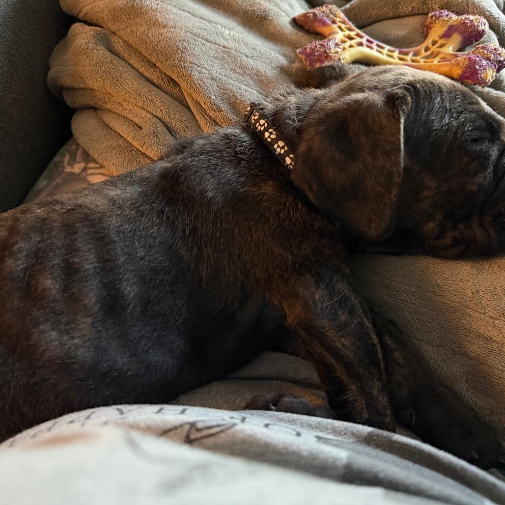 Tonkin, a Adoptable Cane Corso in manchester, PA image 6/6