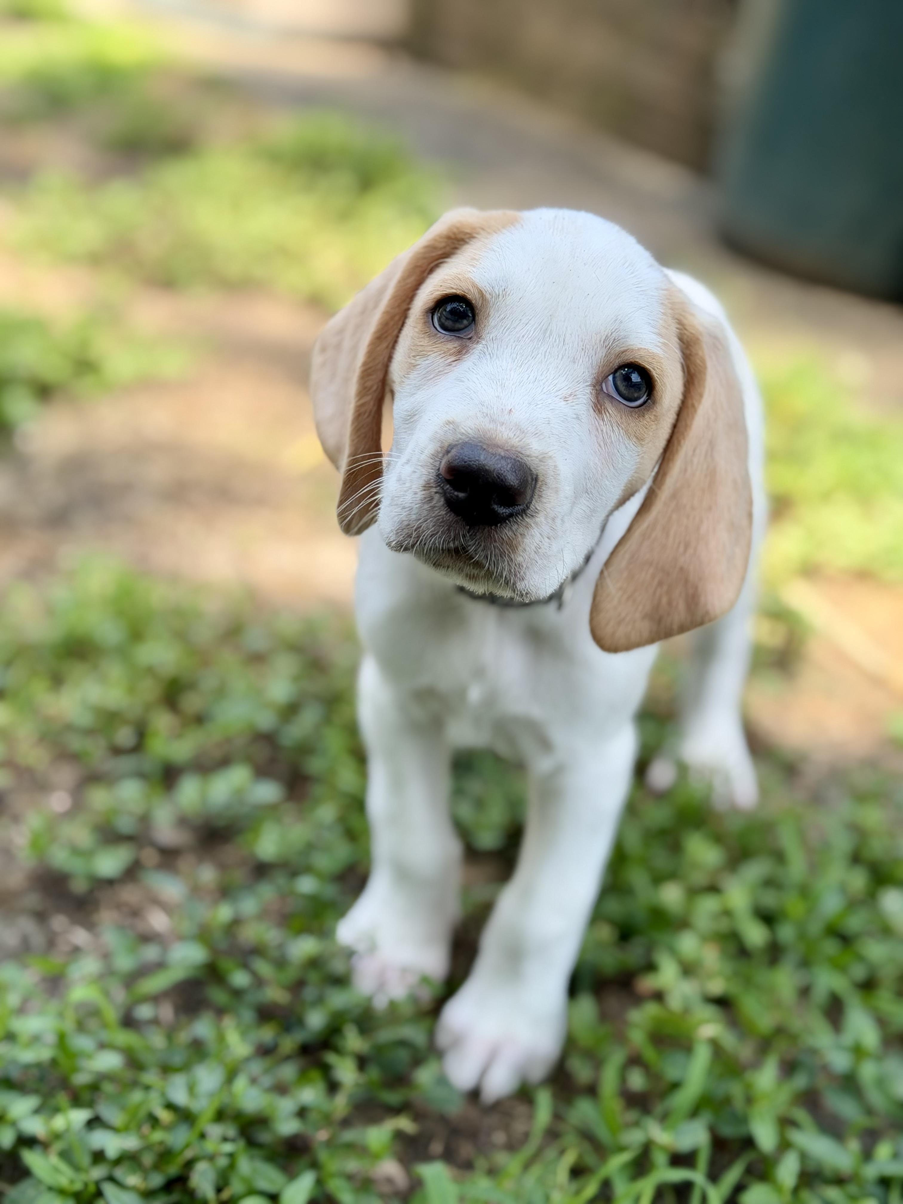 Spruce, adopted, Puppy Male Hound.
